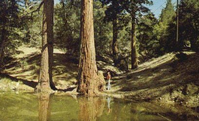 Скайлайн-парк Mount-Wilson, Калифорния, пощенска Картичка